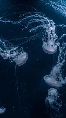 640x1136 Медузы, подводный мир, плавать, океан обои iPhone 5S, 5C, 5 |  Ocean creatures, Nature wallpaper, Phone wallpaper