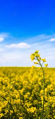 Rape Field мобильный телефон обои изображение_Фото номер 400273976_JPG  Формат изображения_ru.lovepik.com