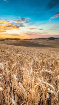 Wallpaper Field, 4k, HD wallpaper, wheat, spikes, sky, clouds, Nature #5190