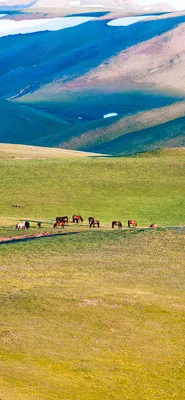 Картинки лаванда на телефон - 72 фото