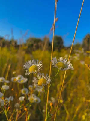 Полевые цветы | Plants, Garden, Flowers