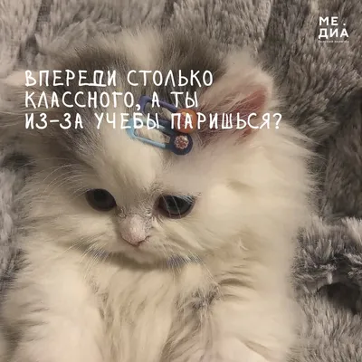 Понедельник - день тяжелый? Но только не для них! | Уютный дом с BLIZKO |  Дзен