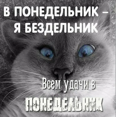 Почему понедельник — день тяжелый?🤔 Понедельник — день тяжелый, вторник  тоже напряженный. Долго.. | ВКонтакте