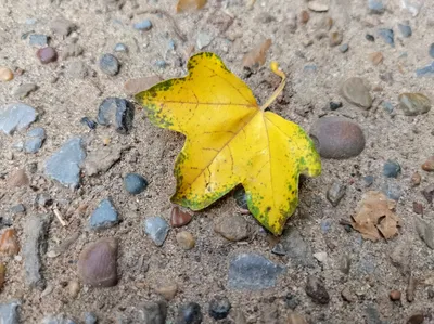 Открытки - Доброе утро! 🍂🍁❄❄ А сегодня, кстати, последний день ноября, последний  день осени... Завтра зима! Прощай, еще одна осень нашей быстротечной жизни!  | Facebook