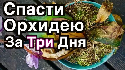 Поближе полюбуйтесь красотой цветущей орхидеи | Премиум Фото