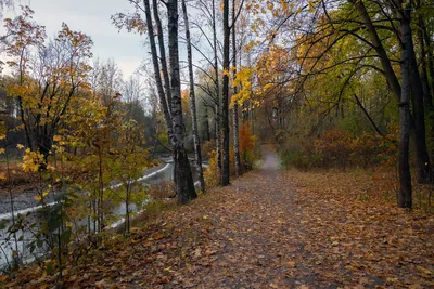 Поздняя осень в городе (Ольга Прохорова-Туисова) / Стихи.ру