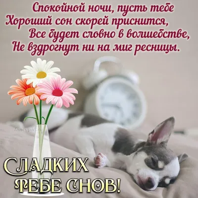 СПОКОЙНОЙ НОЧИ! 🌛💤😽💤🌟 СЛАДКИХ СНОВ! | Питомец, Ночь, Спящие животные