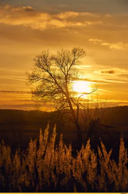 Картинка на айфон/картинка/картинка на аву/ красивая картинка | Sunset,  Nature pictures, Sunset wallpaper