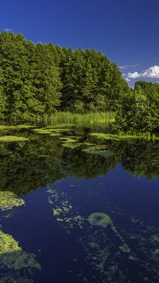 Фото Украина Poltava Природа лес 1080x1920