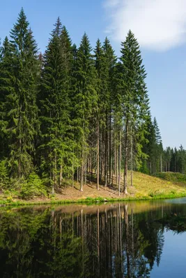 Вода и природа леса обои - обои на рабочий стол