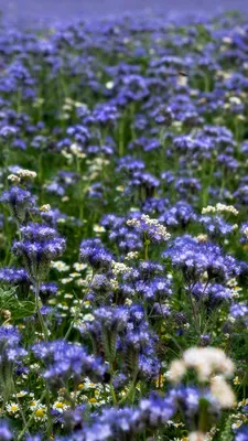 Photo blurred background Summer Nature flower Grasslands 1080x1920