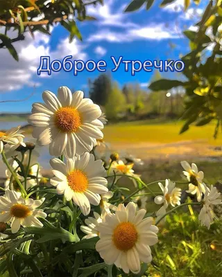 Красивые картинки \"Доброе утро\" (1791 шт)