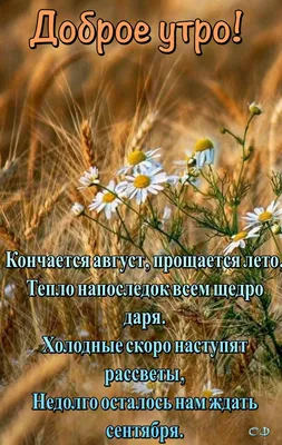 Август! 🍃🌻 🍏🌸🍎 🌻🍃 | Доброе утро, Цитаты про лето, Привет, август