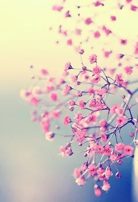 Обои для айфон картинки на телефон андроид фоны | Pink blossom, Pink  flowers, Cute wallpaper for phone