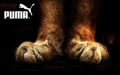 Обои на рабочий стол Логотип фирмы puma на черном фоне, обои для рабочего  стола, скачать обои, обои бесплатно