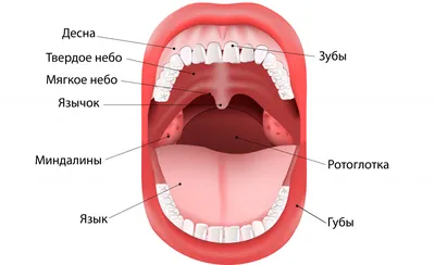 Почему рак языка легко спутать с сифилисом - Экспресс газета