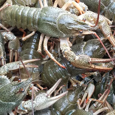 Рак желтый тигровый (Cherax papuanus) купить | Аквамир Тольятти