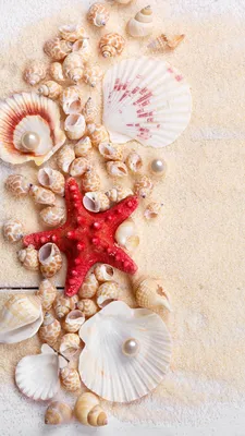 Photo Starfish Pearl Sand Shells boards 1080x1920