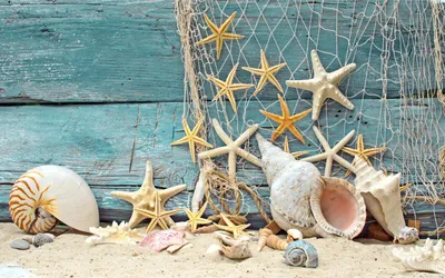 pastel sea shells | Sea shells, Shells, Ocean