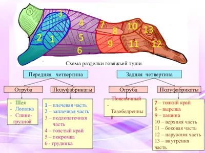 Части туши свиньи, свинина, мясо, разделка | Кулинарные советы, Рецепты,  Полезные советы