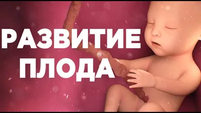 Развитие Плода по Неделям Беременности - YouTube