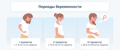 Развитие Плода По Неделям Картинки