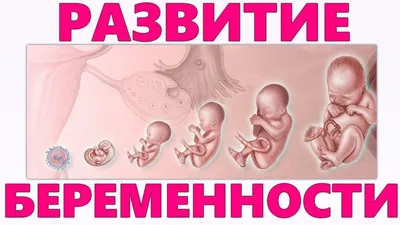 РАЗВИТИЕ ПЛОДА ПО НЕДЕЛЯМ БЕРЕМЕННОСТИ | Основные стадии формирования  ребенка в животе у мамы - YouTube