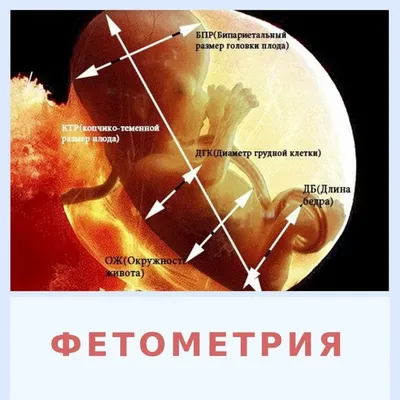 35—1. Онтогенез человека. Эмбриональное развитие человека