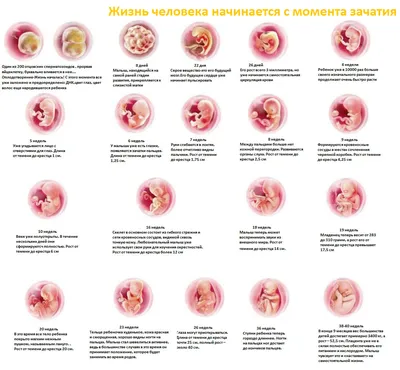 Внутриутробное развитие человека | ОГБУЗ \"Иркутская Городская больница №5\"