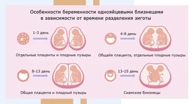 Размеры плода