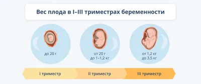 Беременность: как растет и развивается плод, какие ощущения испытывает  женщина?