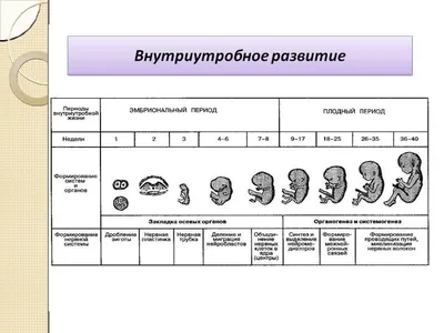 ОДЕЖДА ДЛЯ БЕРЕМЕННЫХ БЕЛАРУСЬ on Instagram: \"Развитие плода по неделям:  что происходит Нормальная беременность длится от 37 до 41 недели. С момента  зачатия и до рождения ребенка в организме женщины происходит ряд