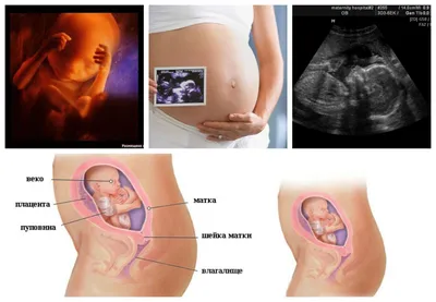 Беременность в картинках - развитие плода по неделям с подробным описанием