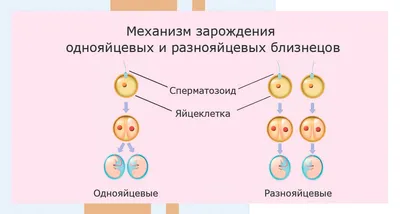 Развитие плода по неделям беременности: календарь, таблица и этапы  эмбрионального развития