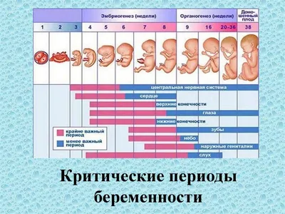 Беременность двойней: особенности протекания, что должна знать будущая мама