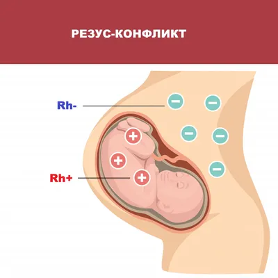 Ребенок от зачатия до года | PDF