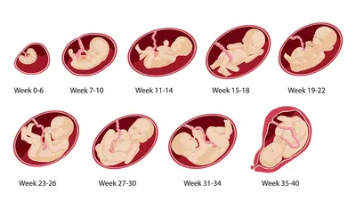 Беременность в картинках - развитие плода по неделям с подробным описанием