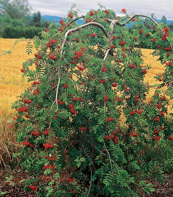 Рябина плодовая \"Солнечная\" (Дочь кубовой) купить в питомнике растений,  доставка по Москве, Московской области и России, саженцы, крупномеры,  посадка и уход