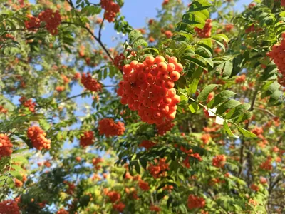 Рябинка - простой, красивый и понятный каждому шедевр камнерезного  искусства. Любуемся вместе. | Открывая искусство с Алексом Маком | Дзен