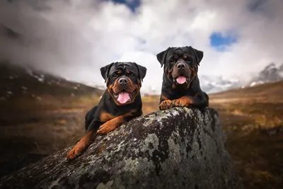 Фотографии собак. Ротвейлер. Фото ротвейлеров от пользователей c портала  Ru-Pets.