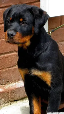 Rottweiler Wallpaper для Android — Скачать