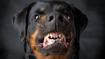 Discover the Unique Qualities of Rottweilers - The Breed That Stands Out in  2023 | Rottweiler dog, Scary dogs, Rottweiler lovers