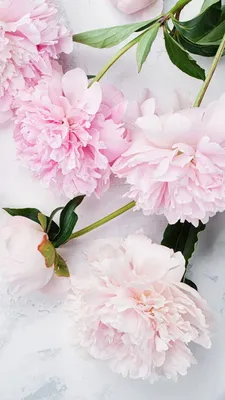 Скачать обои цветы, лепестки, розовые, лилии, flowers разрешение 640x960  #120336