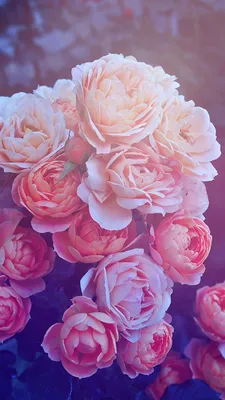 Картинки по запросу обои на айфон 5 hd розы | Wallpaper iphone roses,  Flower wallpaper, Beautiful pink roses