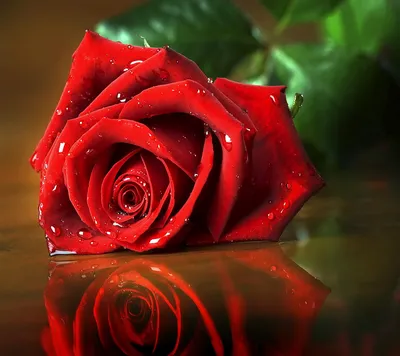 Pictures Texture Red Roses flower Many 1080x1920