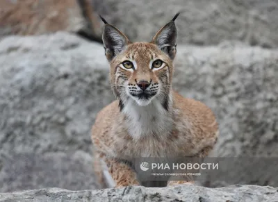 Дикая рысь пришла в гости к тюменской семье из Антипино | Вслух.ru