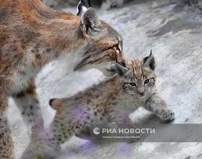 Обыкновенная рысь (Lynx lynx). Подробное описание экспоната, аудиогид,  интересные факты. Официальный сайт Artefact