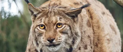 Lynx, wild cat, curious, 720x1280 wallpaper | Animal wallpaper, Wild cats,  Animals