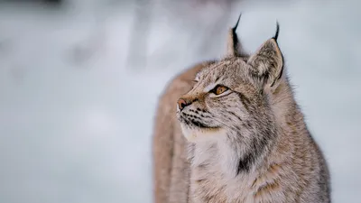 Дикие кошки разгуливают по Нижегородской области | Нижегородская правда