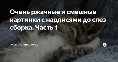 Новые смешные до слёз картинки с надписями